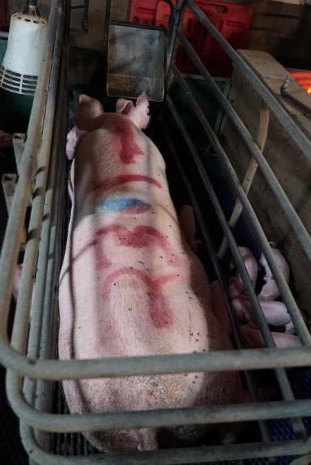 Farrowing crates at Yelmah Piggery SA