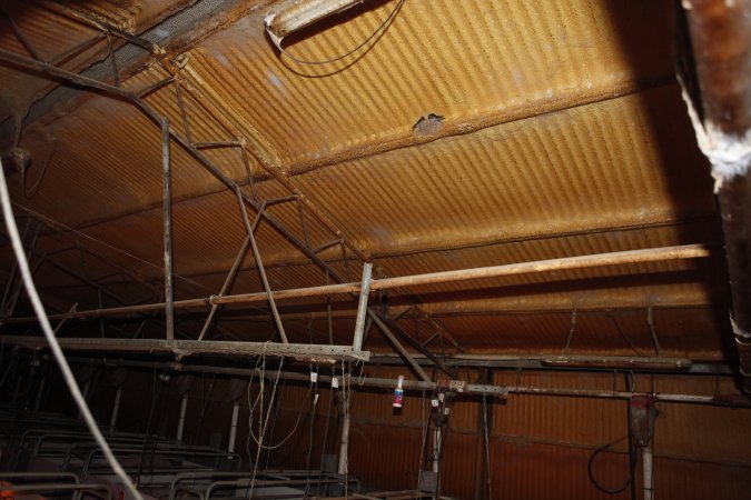 Birds in farrowing shed