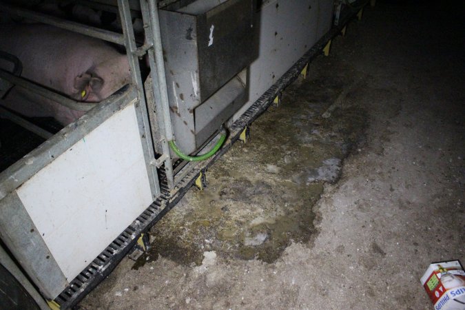 Farrowing crates at Sheaoak Piggery SA