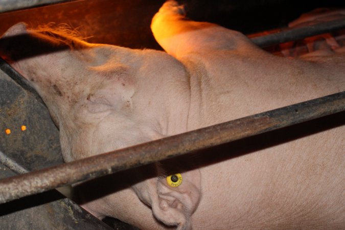 Sow lying on feed tray