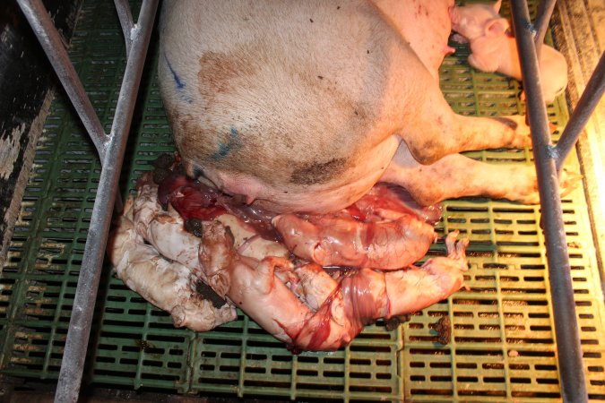 Stillborn piglets