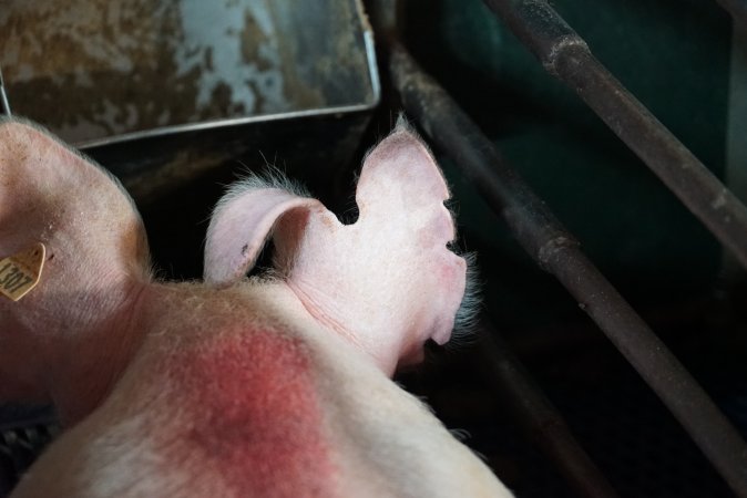 Farrowing crates at Yelmah Piggery SA