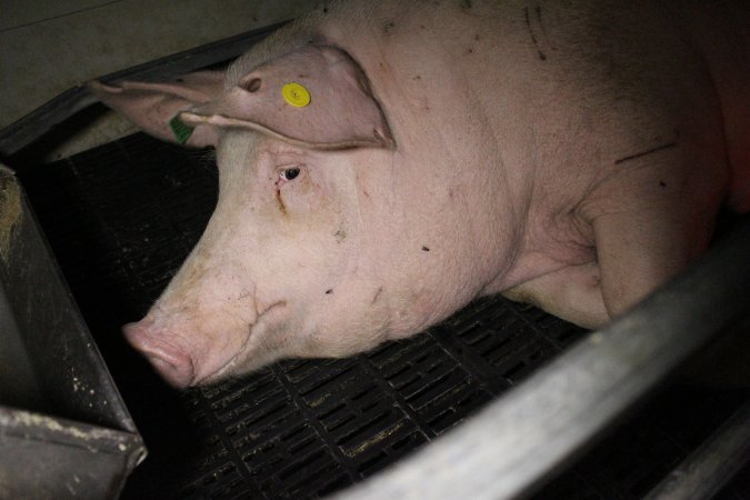 Farrowing crates at Sheaoak Piggery SA