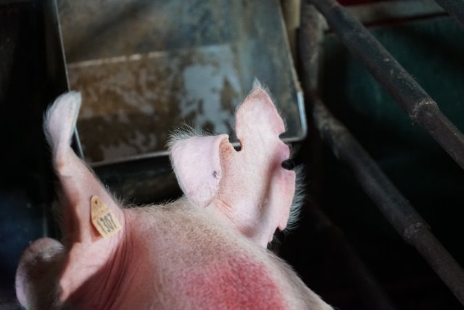 Farrowing crates at Yelmah Piggery SA