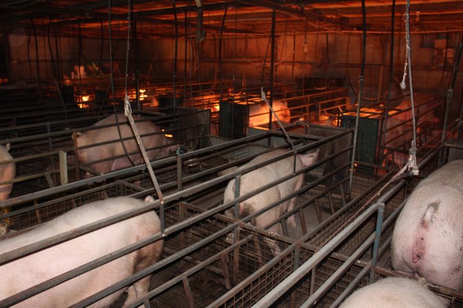 Farrowing crates at Willawa Piggery NSW