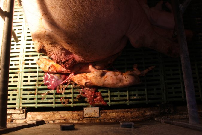 Stillborn piglets