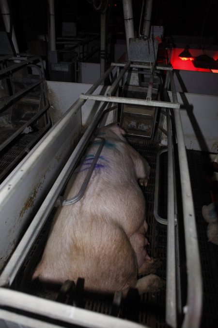 Farrowing crates at Mindarra Piggery WA