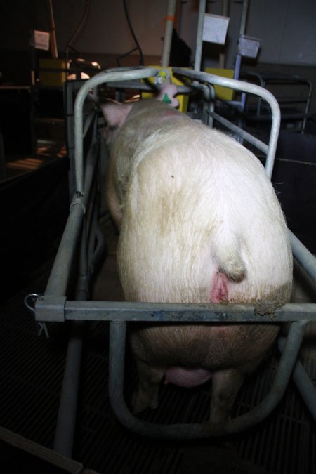 Farrowing crates at Girgarre Piggery VIC