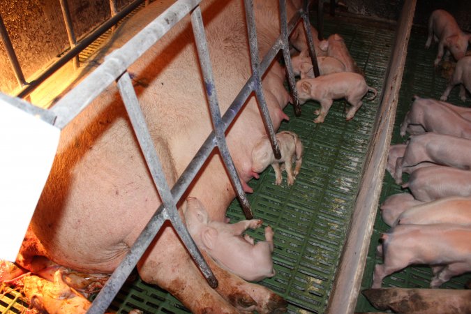 Farrowing crates at Bungowannah Piggery NSW