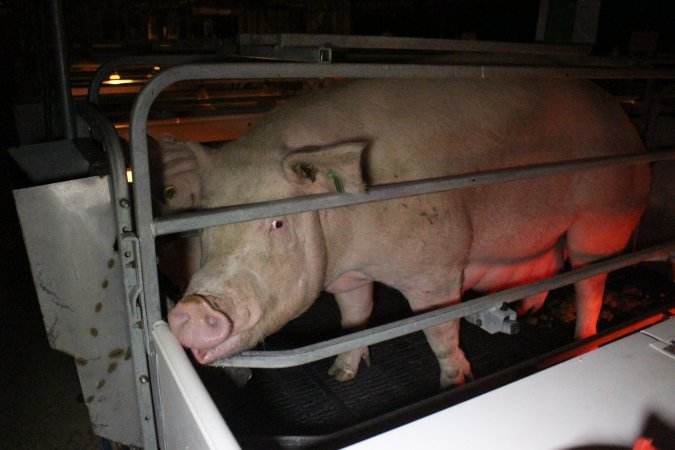 Farrowing crates at Sheaoak Piggery SA