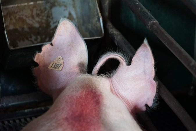 Farrowing crates at Yelmah Piggery SA