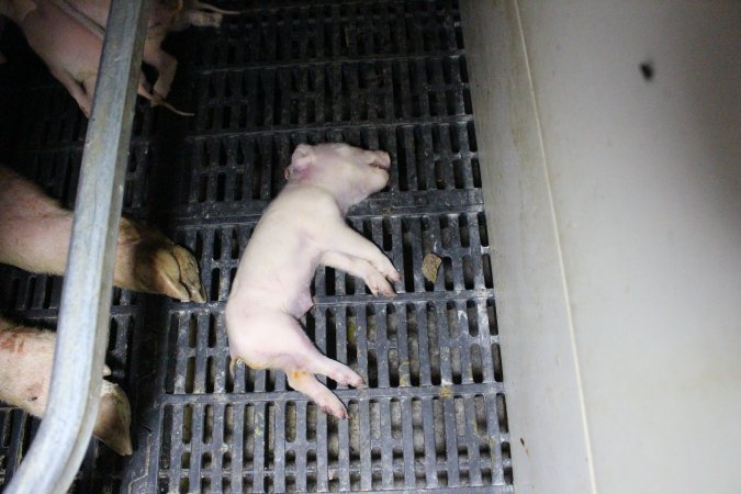 Farrowing crates at Sheaoak Piggery SA