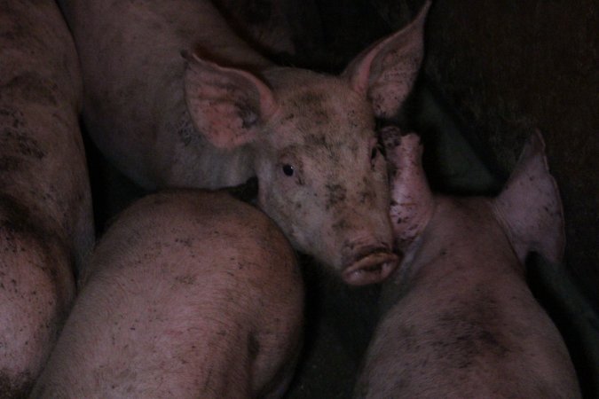 Grower pigs at Willawa Piggery NSW