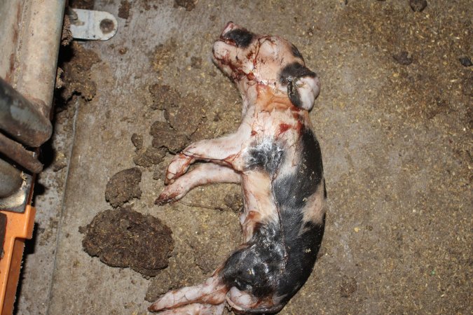 Farrowing crates at Wasleys Piggery SA