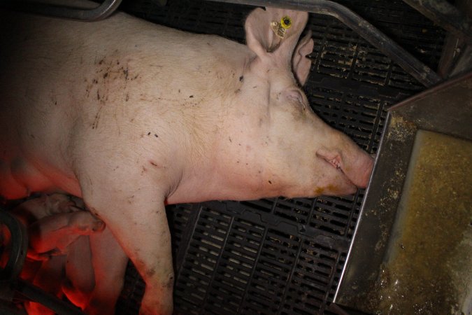 Farrowing crates at Sheaoak Piggery SA