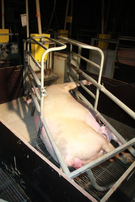 Sow way too big for farrowing crate cage