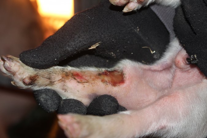 Piglet with leg wound