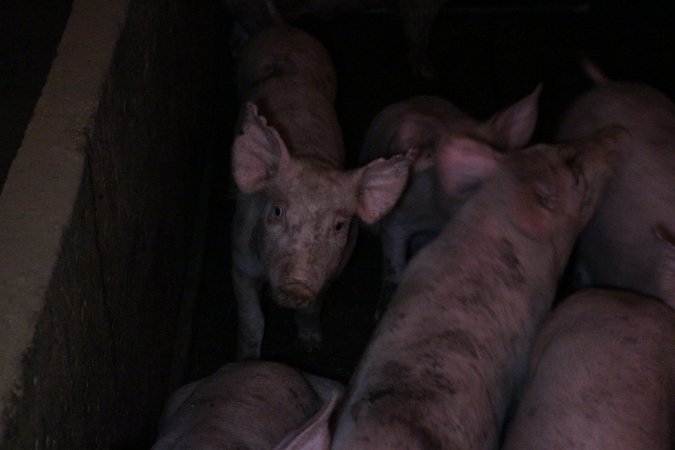 Grower pigs at Willawa Piggery NSW