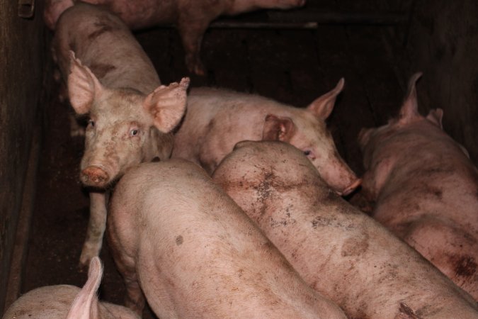 Grower pigs at Willawa Piggery NSW