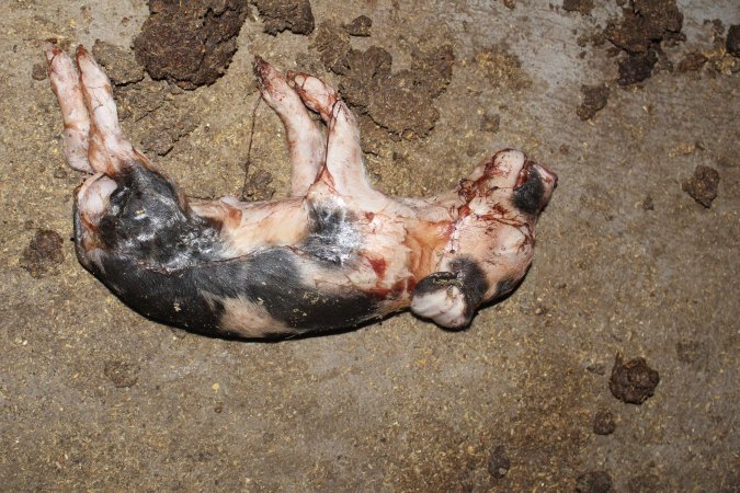 Farrowing crates at Wasleys Piggery SA