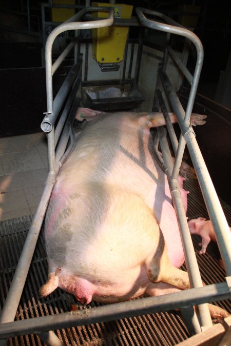 Sow way too big for farrowing crate cage