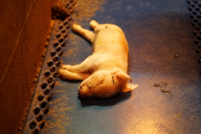 Farrowing crates at Yelmah Piggery SA