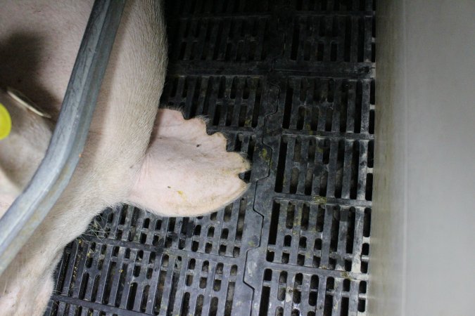 Farrowing crates at Sheaoak Piggery SA