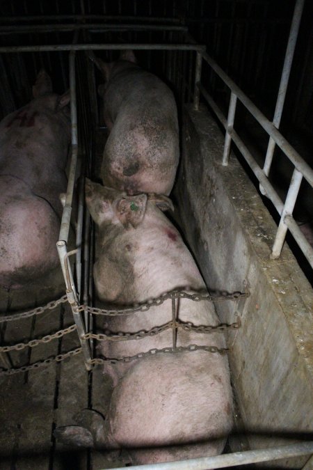 Two sows in the one sow stall