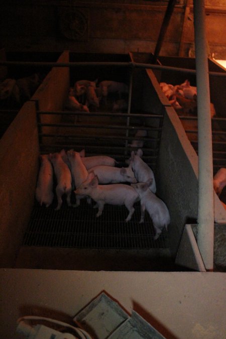 Weaner piglets at Willawa Piggery NSW