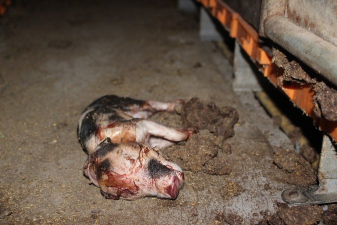 Farrowing crates at Wasleys Piggery SA