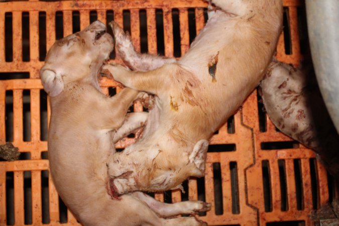 Farrowing crates at Wasleys Piggery SA