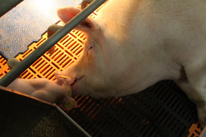 Farrowing crates at Grong Grong Piggery NSW