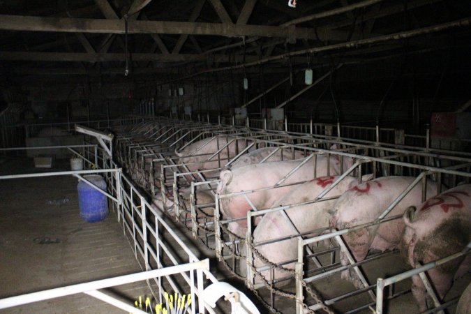 Sow stalls at Sheaoak Piggery SA