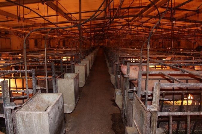 Looking down aisle of farrowing shed