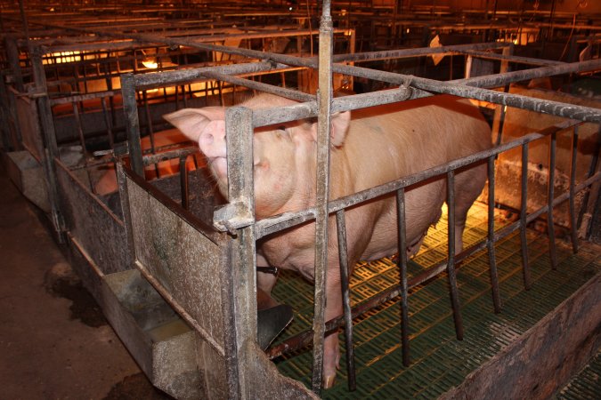 Farrowing crates at Bungowannah Piggery NSW