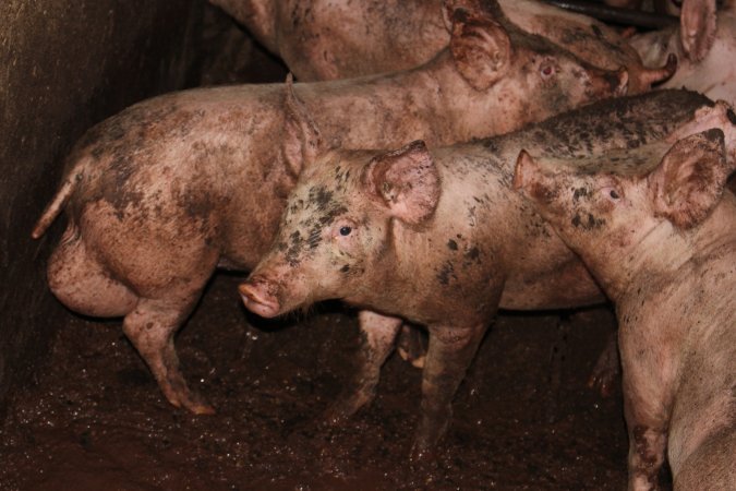 Grower pigs living in excrement