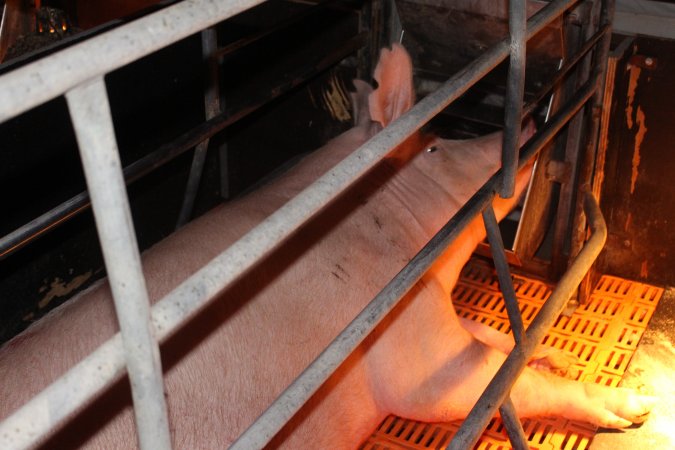 Farrowing crates at Wasleys Piggery SA