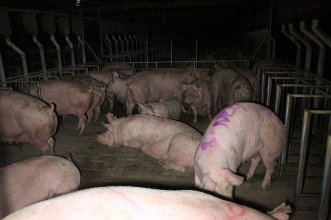 Group sow housing at Sheaoak Piggery SA