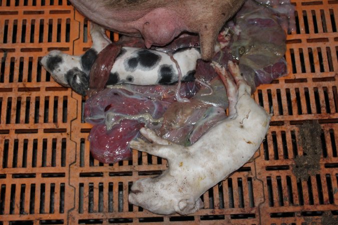 Farrowing crates at Wasleys Piggery SA