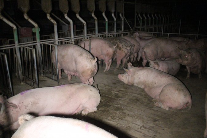 Group sow housing at Sheaoak Piggery SA