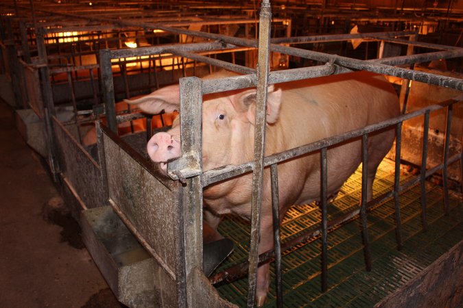 Farrowing crates at Bungowannah Piggery NSW