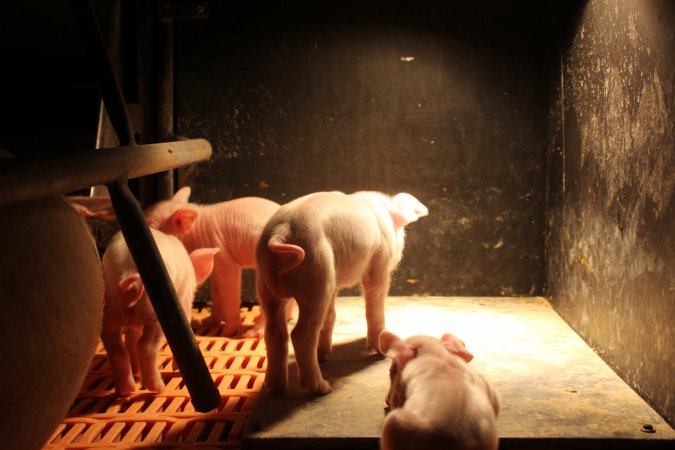 Farrowing crates at Wasleys Piggery SA