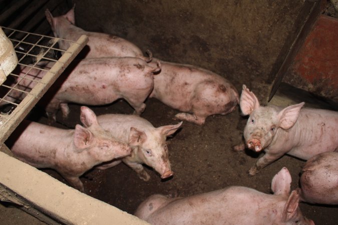 Grower pigs living in excrement