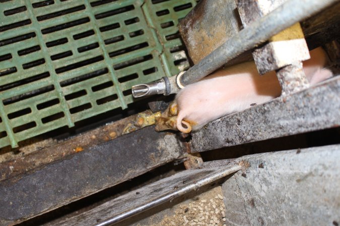 Piglet stuck