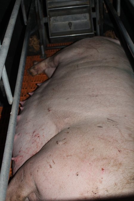 Farrowing crates at Wasleys Piggery SA