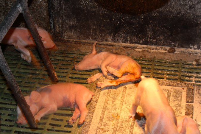 Farrowing crates at Bungowannah Piggery NSW