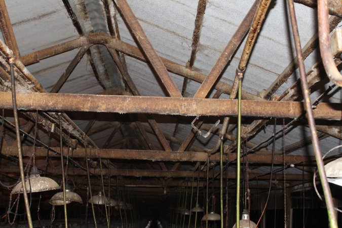 Ceiling of farrowing shed