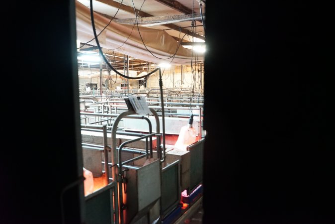 Looking into farrowing shed from outside