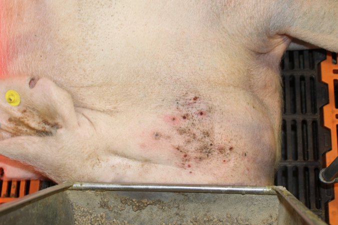 Sow with skin condition