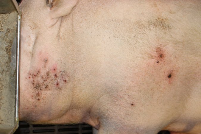 Sow with skin condition